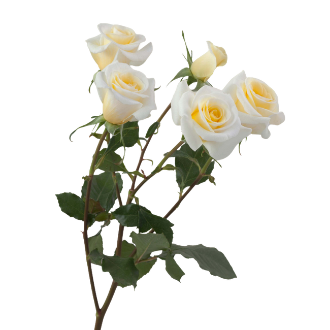 RoseSpray New Moon rprima