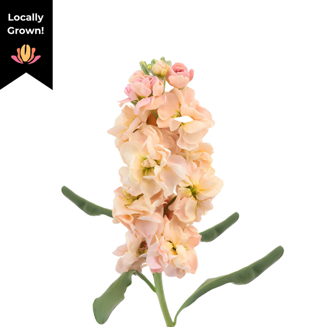 Stock Peach hendricks