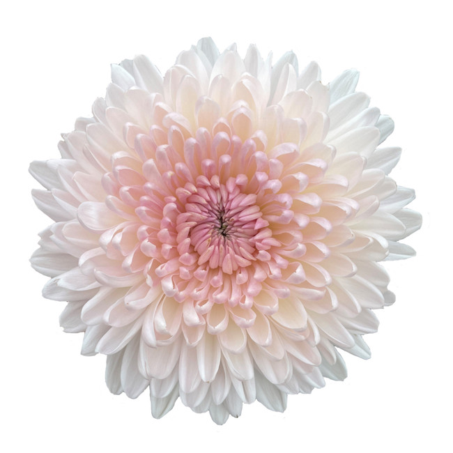 Mum Disbud Fairytale multiflor