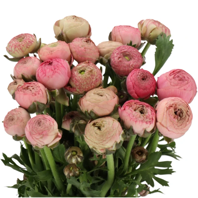 Ranunculus Aazure Antique Rose