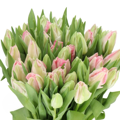 Tulip Zambesi holl
