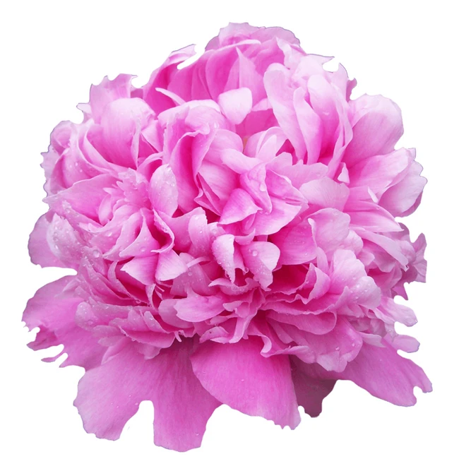 Peony Julie Elie arlotti 60cm
