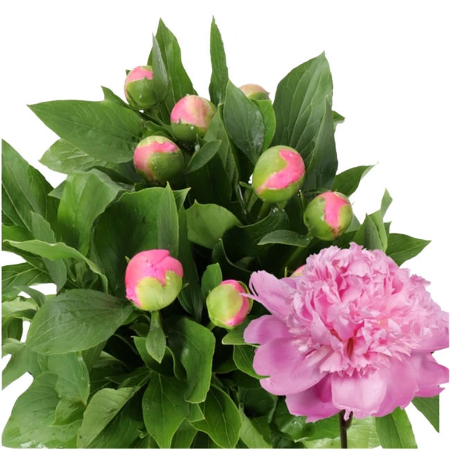 Peony Julie Elie arlotti 60cm