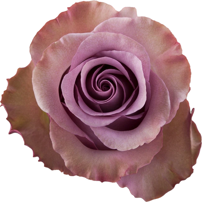 Rose Govinda 50cm naranjo