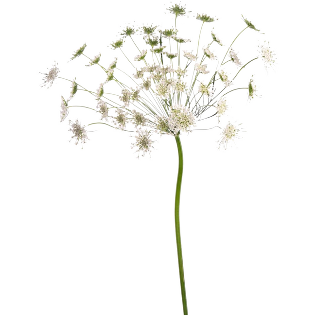 Lace Queen Of Africa esmeralda