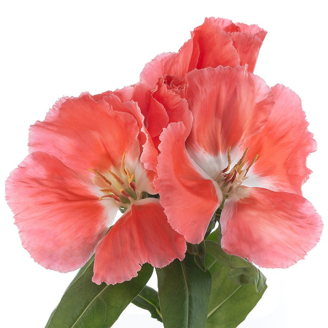 Godetia Coral esmeralda xtra