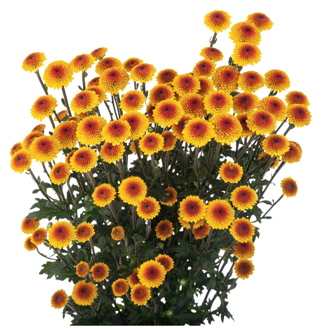 Pom Micro Dotty Org SOLE