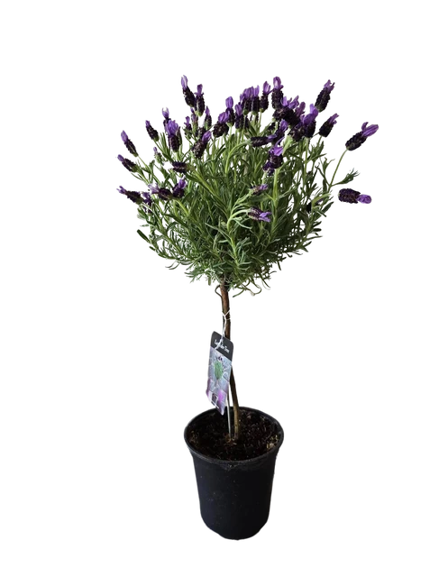 6" Lavender Topiairy