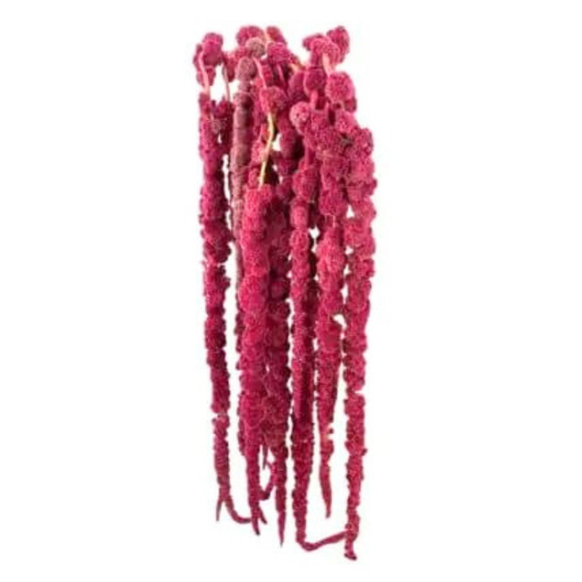 Amaranthus Red Hanging toscana