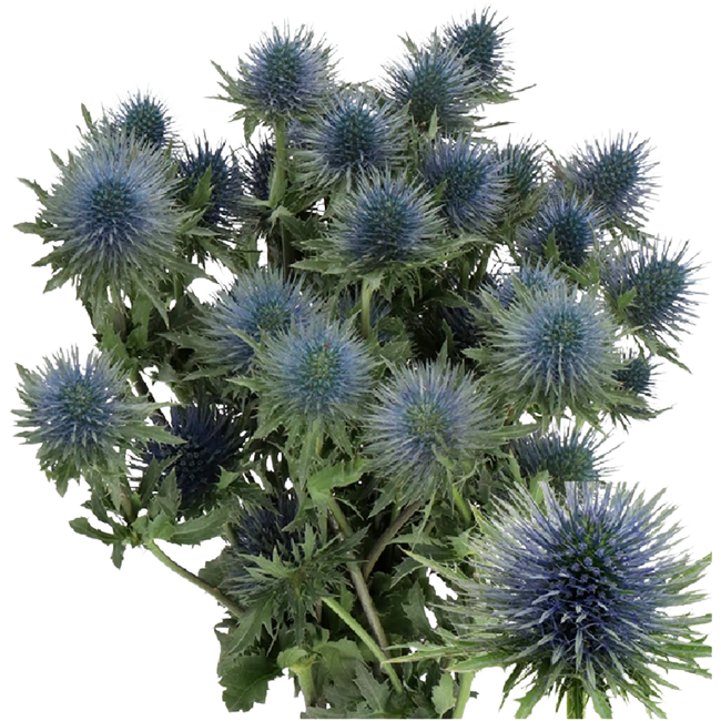 Eryngium MagnetarQuestar 40/50