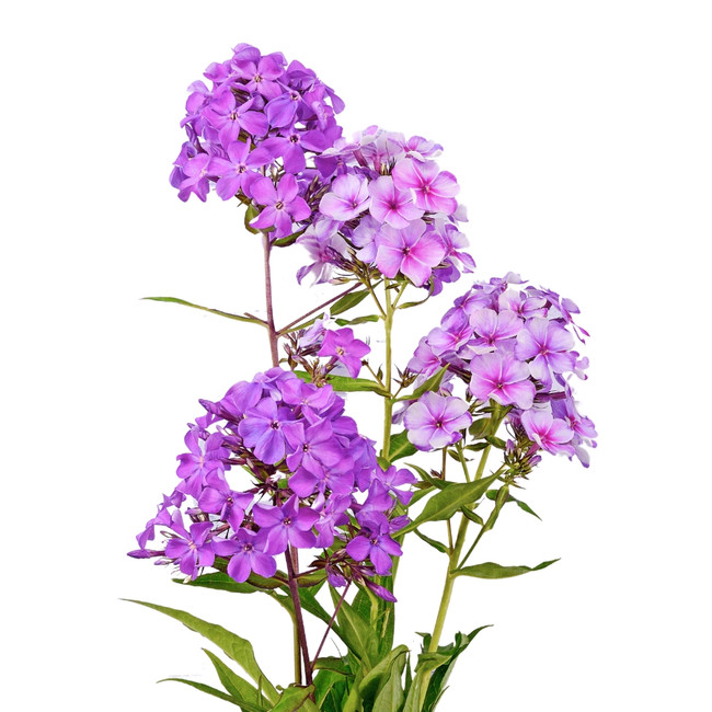 Phlox Purple fresca