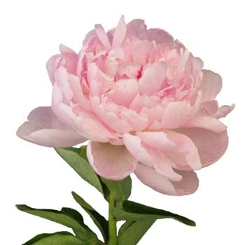 Peony Mothers Choice anton