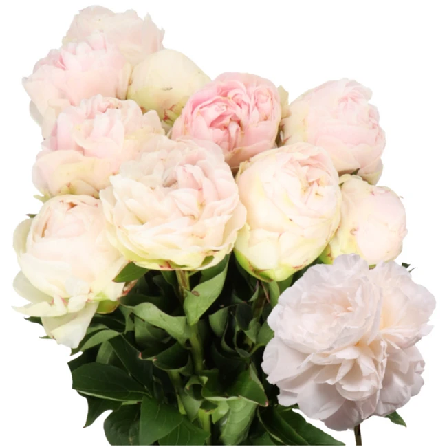 Peony Mothers Choice anton