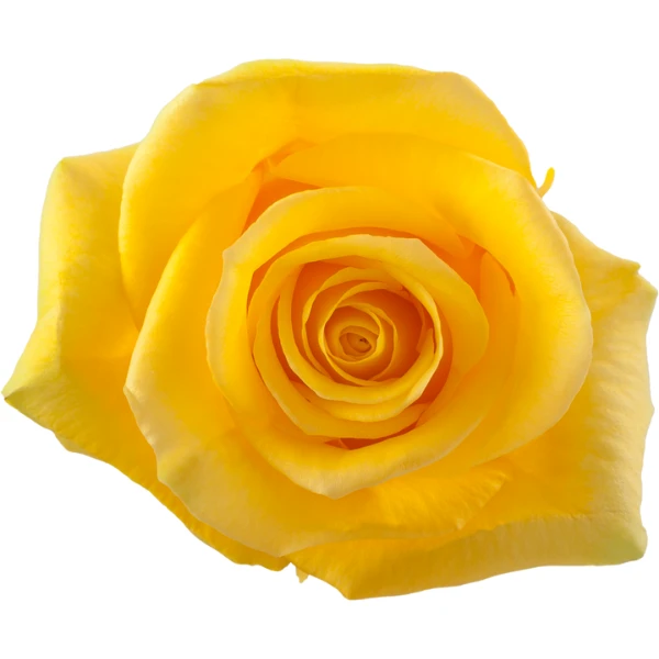 Rose Momemtum 50cm Sunrite