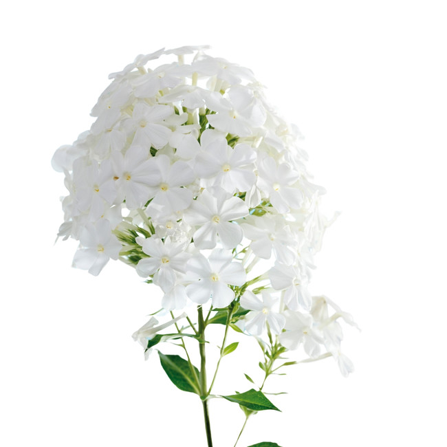 Phlox Ice Cap White 70cm fresc