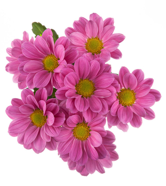 Pom Daisy Plazma DKPink BM