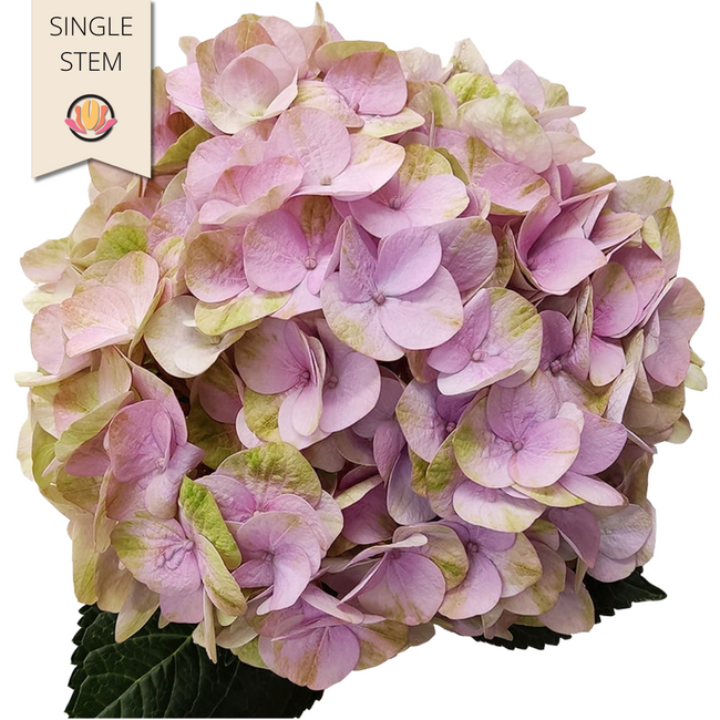 Hydrangea Alondra Rose fresca(