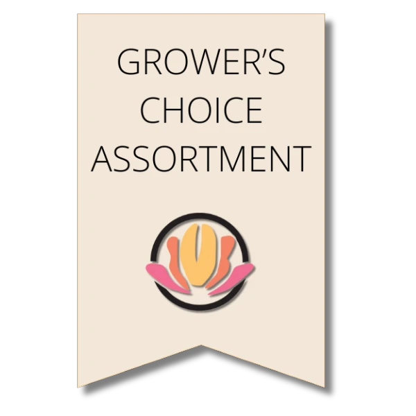 Sweet Peas Asst(10case)holl