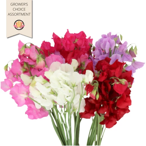 Sweet Peas Asst(10case)holl