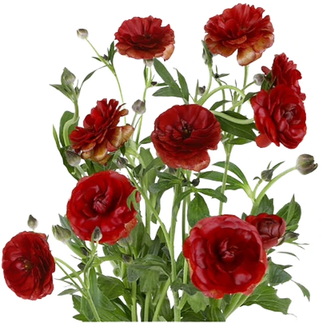 Ranunculus Butterfloy Red fres