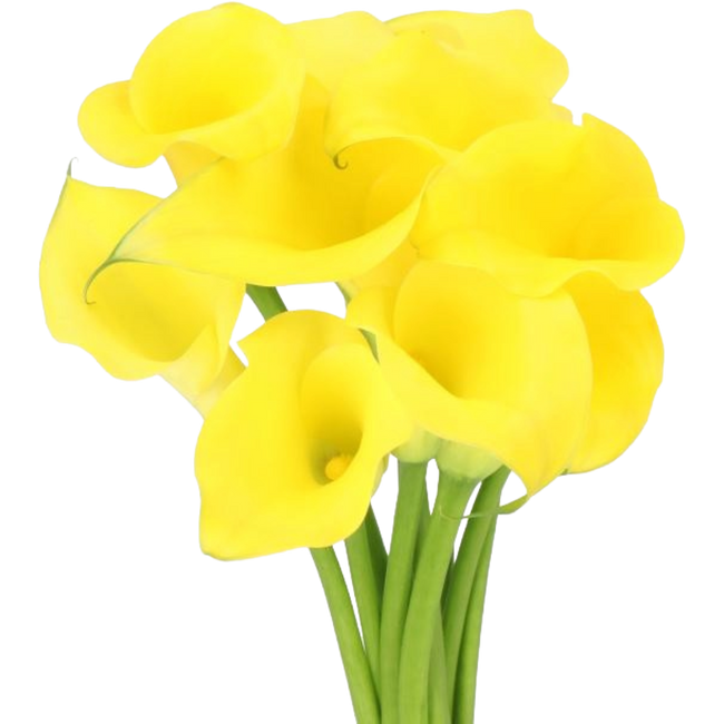 Calla Monte Carlo holl