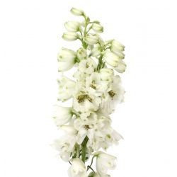 Delph White Bell Andes 90cm Va