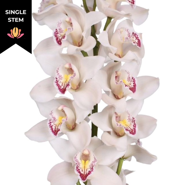 Cymbidium Cascade holl(STEM)