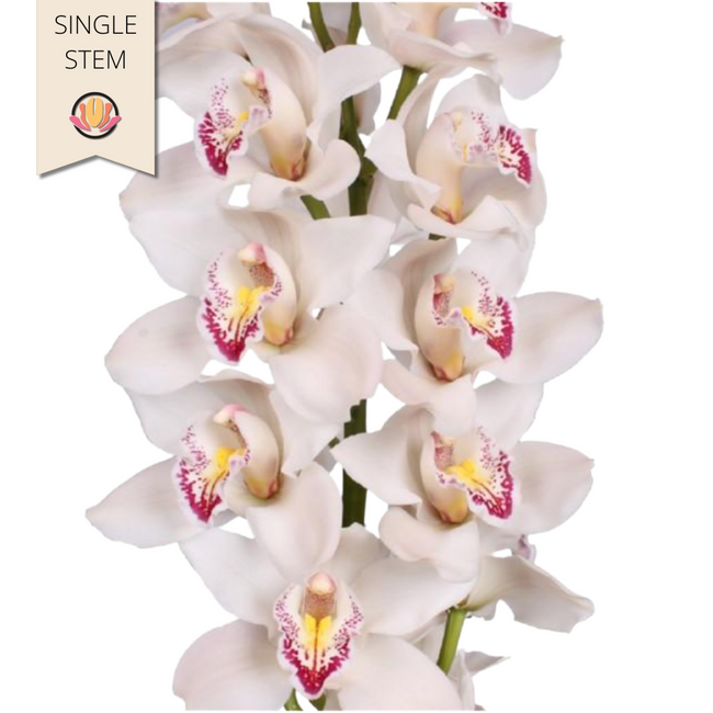 Cymbidium Cascade holl(STEM)