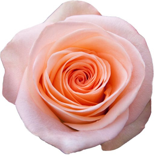 Rose Tiffany 60cm Toscana