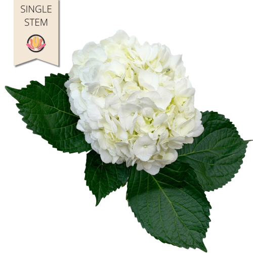 Hydrangea White galleria supsel(st)