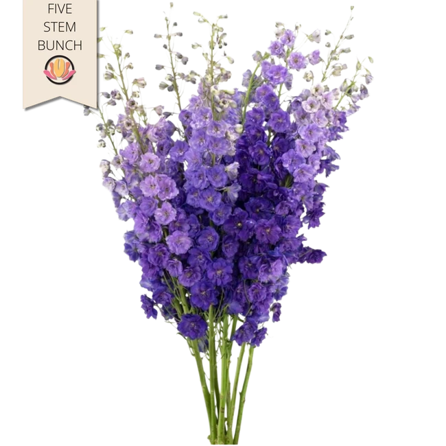 Delph Black Velvet Elatum vall - DEL BLACK VEL 120