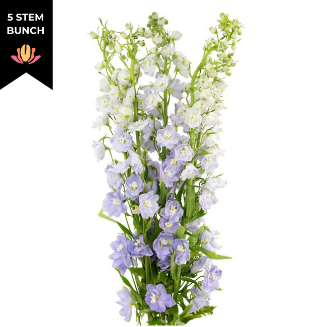 Delph Lavender Elatum valleflo