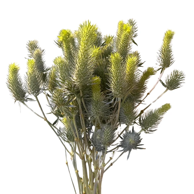 Eryngium Electric Dynamite 50c