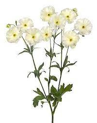 Ranunculus Butterfly Grace fresca
