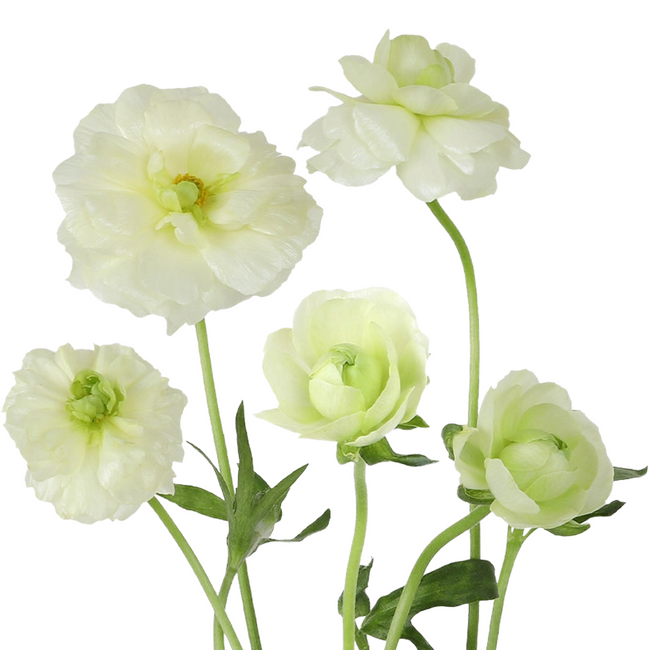 Ranunculus Butterfly Grace fresca