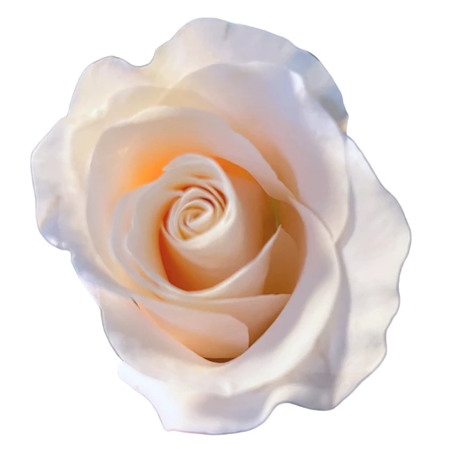 Rose Bone 40cm Florecal