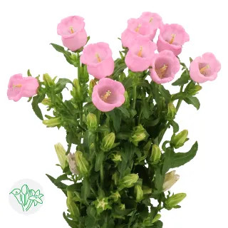 Campanula Pearl Pink holl
