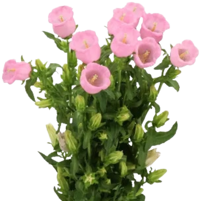 Campanula Pearl Pink holl
