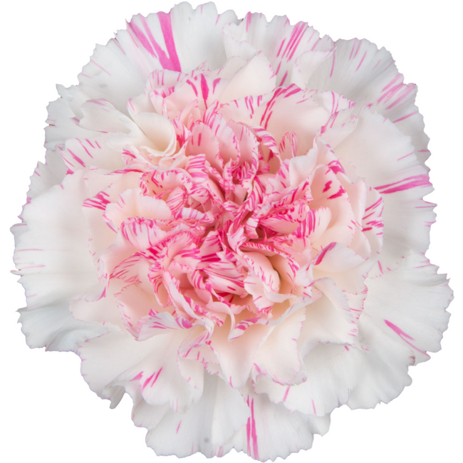 Carnation Sel Yucari Cherry so