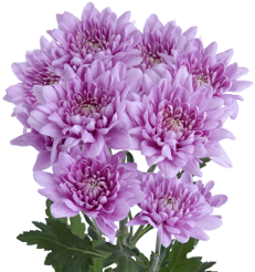 Pom Cushion Lambrusco sole