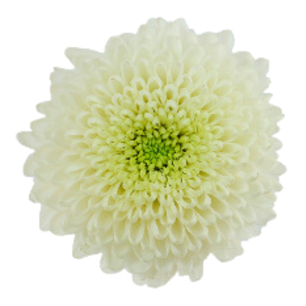 Mum Disbud Zonar White cont