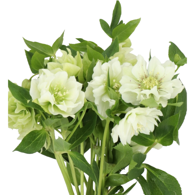 Helleborus Dbl Ellen White holland