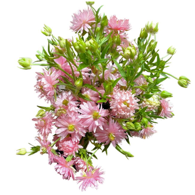 Ran Moderna Rosa Chiaro 10st Rprima