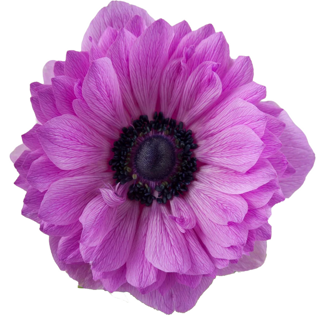 Anemone Fullstar Fuchsia rprima