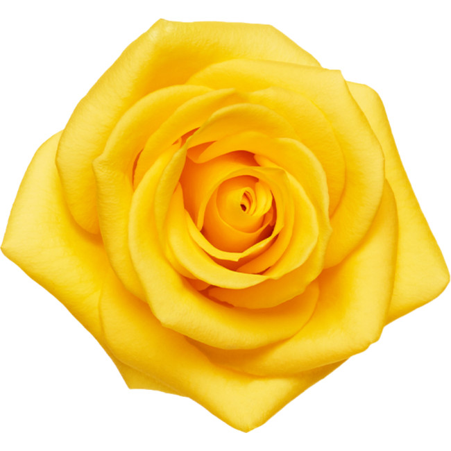 Rose Momentum Rio Priv Coll