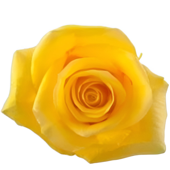 Rose Momentum Rio Priv Coll