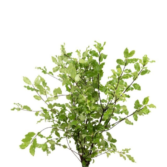 Phyto Silver Queen mellano