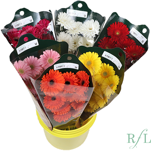 Gerber Pail x6 canada