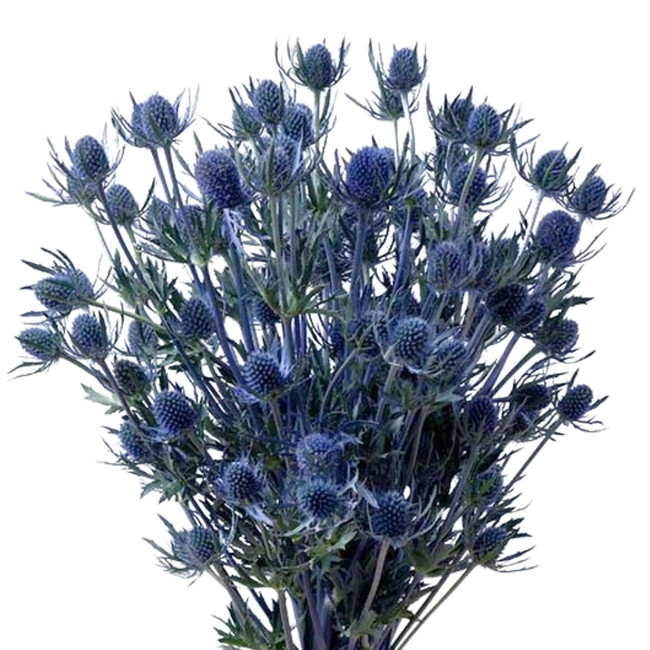 Eryngium Blue Dynamite 50cm f.
