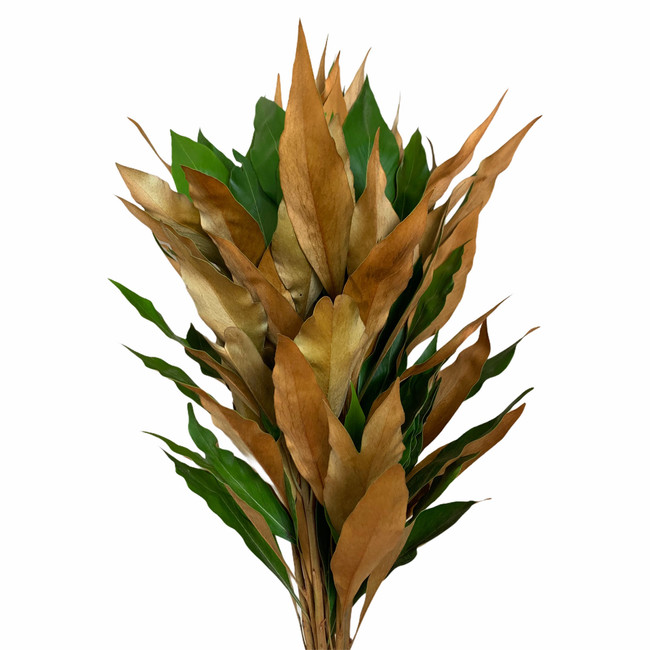 Grevillea Baileyana Gold israel